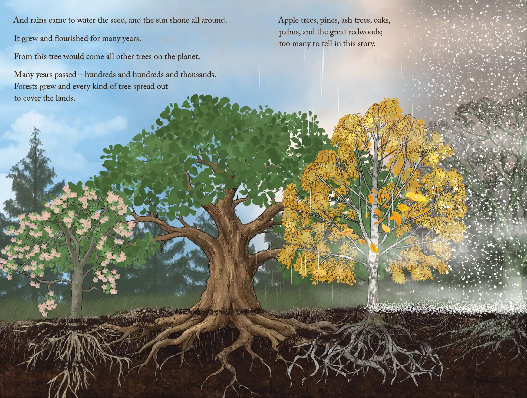 Acorn spread 6